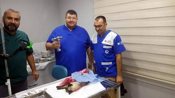 Bacağı kesilmekten kurtarılan kedi yavrularına kavuştu