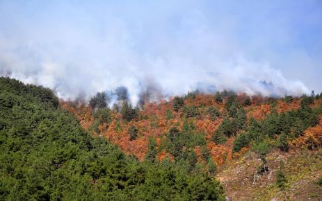 Orman yangınında 100 Hektarlık alan zarar gördü