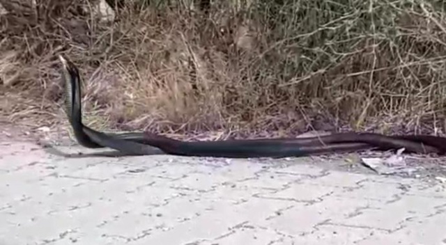 Yılanların Dansı Görenleri Şaşırttı!