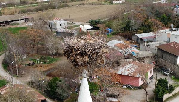 35 yıldır köyün simgesi: leylekler