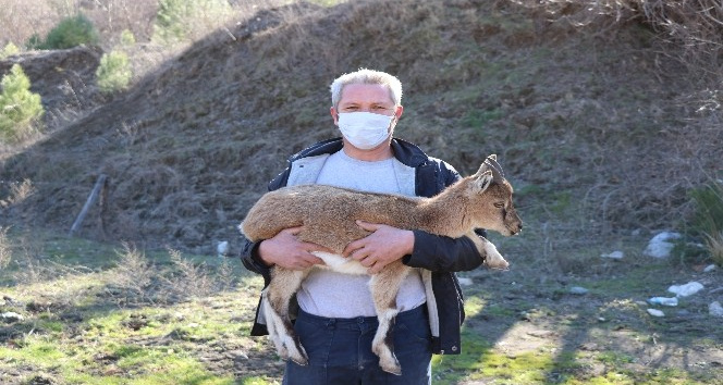 Yavru dağ keçisine belediye çalışanı sahip çıktı