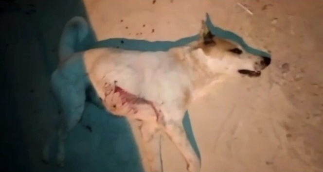 Sokak köpeğini pompalı tüfekle öldürdü