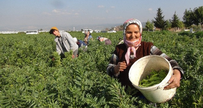 Mersin'de tarımcıların yüzünü güldüren: bakla