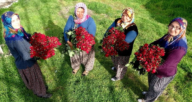 Gül yetişmez denilen köye gül serası kurdular