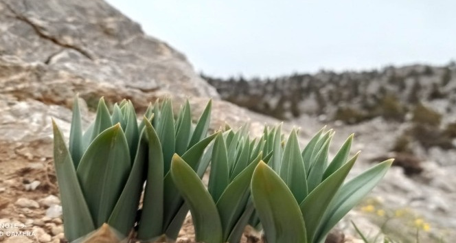 Çiriş otu sofralara süslemeye başladı