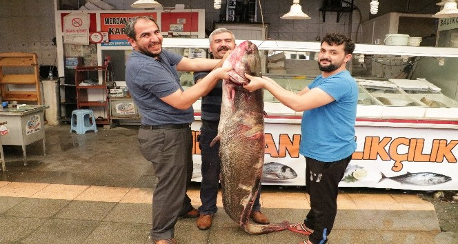 2 metrelik dev balık görenleri şaşırttı