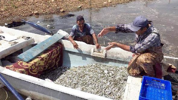Osmaniye'de Balık Avlama Yasağı 1 Mart'ta Başlıyor