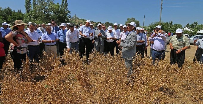 Osmaniye'de Nohut Hasadı Başladı...