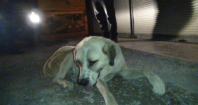 İslahiye'de köpeğe işkence iddiası