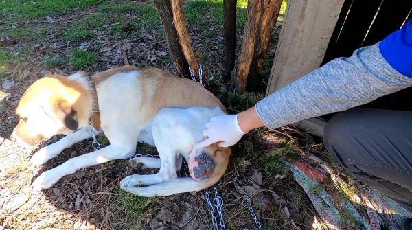 Sokak Köpeğine Başarılı Operasyon