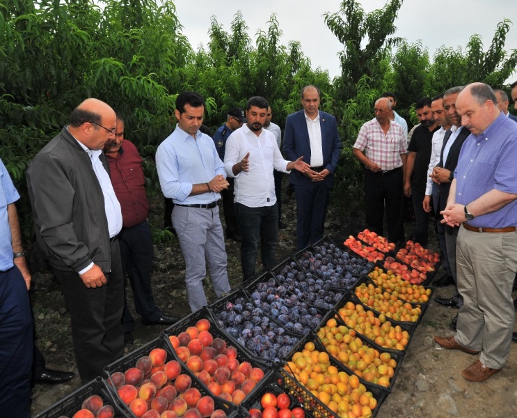 Vali Düziçi’nde meyve hasadına katıldı 