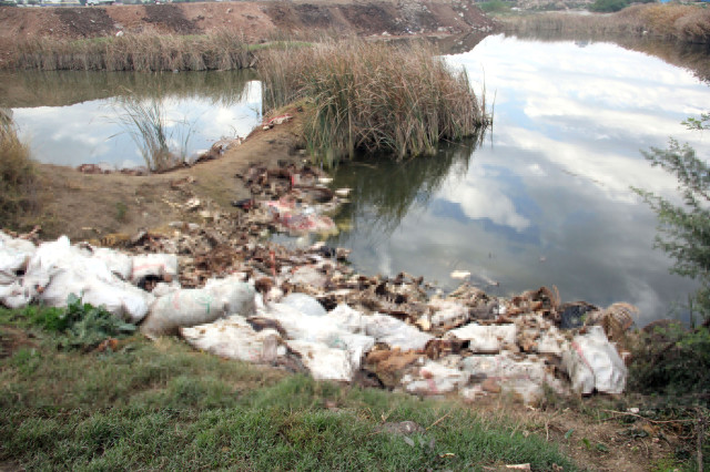 Adana'da Kesime Hazırlanan 50 At ve Eşek Ele Geçirildi.