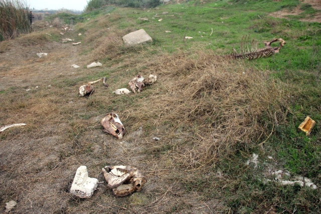 Adana'da Skandal Görüntü! Bataklık Alanda Etleri Alınmış At ve Eşek Kemikleri Bulundu.