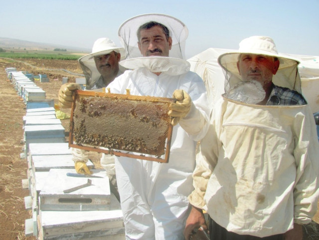 Araban'da Doğal Bal Sağımı Başladı!