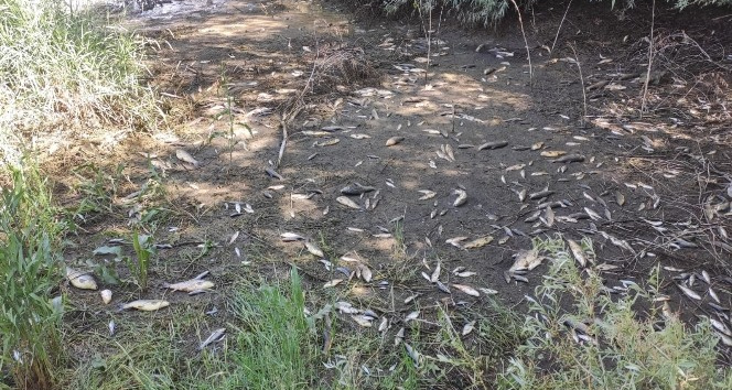 Ceyhan Nehri'nde oksijensiz kalıp, telef oldular