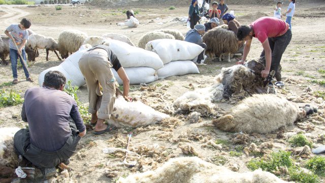 Toroslar'da Koyun Kırkım Mesaisi 