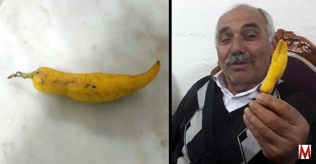 Biber görünümlü limon hayrete düşürdü
