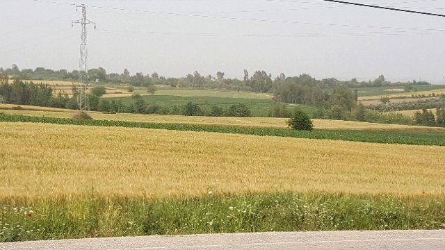 Buğdayı Sıcak ve Hastalık Vurdu