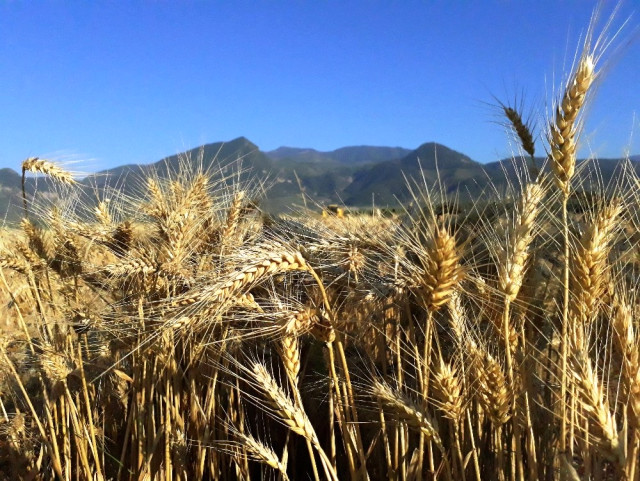 Çukurova'da Çiftçi, Buğday Hasadından Umutlu.....