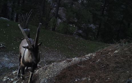 Düldül'deki Yaban Keçisi foto kapan ile tespit edildi