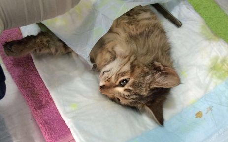 Dünyada yeni uygulanan bir teknikle dişi kedi kısırlaştırıldı