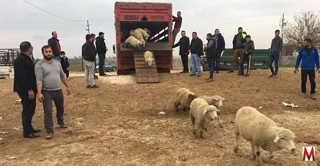 Genç çiftçiler koyunlarına kavuşuyor