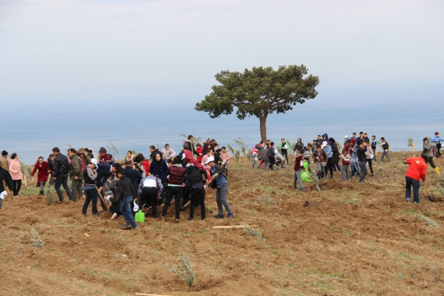 Hatay'da Köylüye Destek İçin 8 Bin Zeytin Fidanı Dikildi.