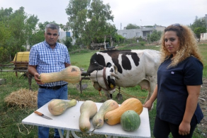 Hayvan Yemine Milli Çözüm: Kabak