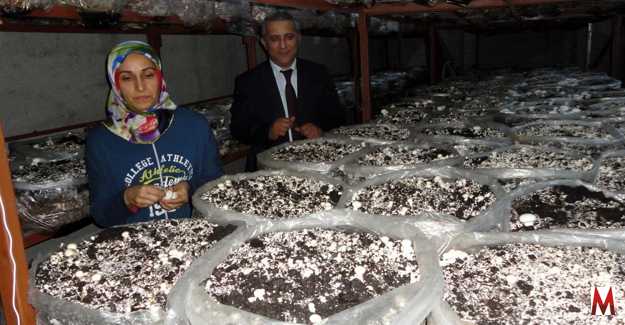 Hibeden yararlanan gen çiftçinin mantar işletmesi gezildi