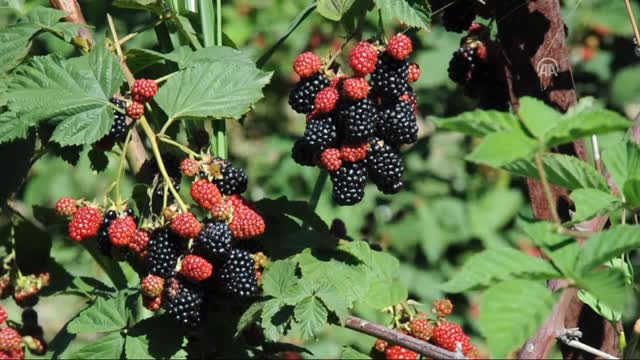 Hububata Alternatif Böğürtlende Hasat Başladı