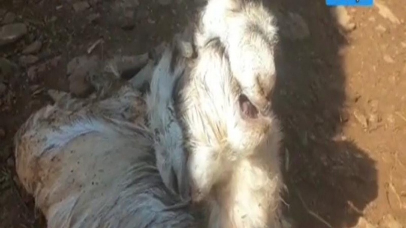 Çift başlı oğlak yaşama tutunamadı