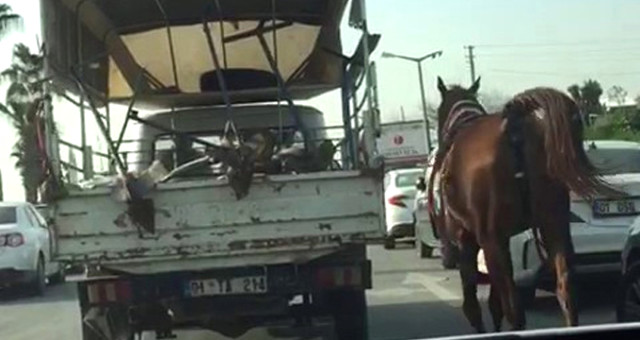 Kamyonete Bağladığı Atı Şehir Merkezinde Böyle Koşturdu..