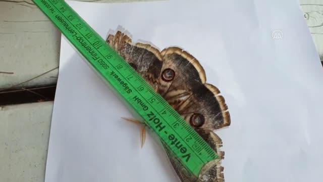 Kanat açıklığı 16 santimetre olan Tavus Kelebeği bulundu