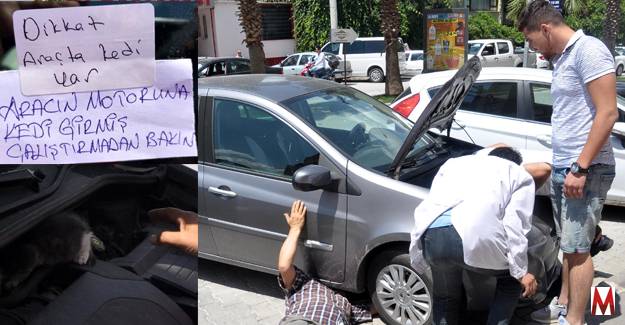 Kaput içine giren kedi zor anlar yaşattı