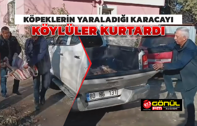 Osmaniye’de köpeklerin yaraladığı karacayı köylüler kurtardı