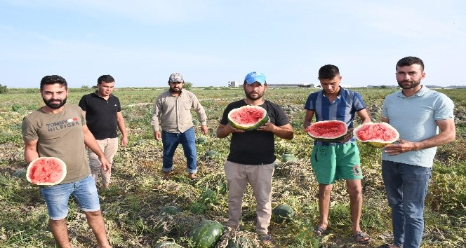 Tarlada kalan karpuzları kırdılar