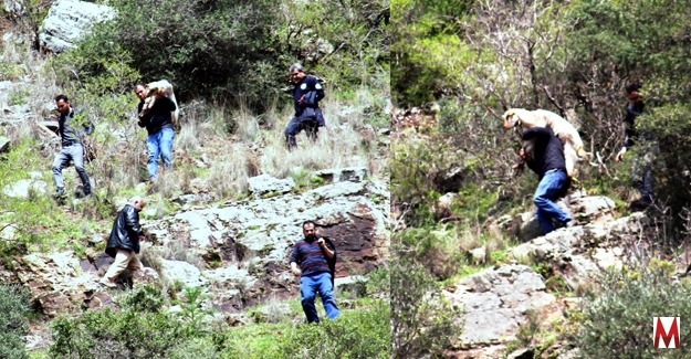 Kayalıklarda mahsur kalan keçiler kurtarıldı