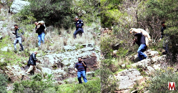 Kayalıklarda mahsur kalan keçiler kurtarıldı 