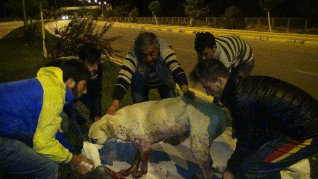 Köpekleri Acımadan Silahla Vurdular!