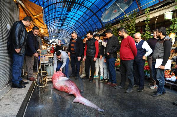 Mersin'de 4 Metrelik Köpek Balığı Yakalandı.