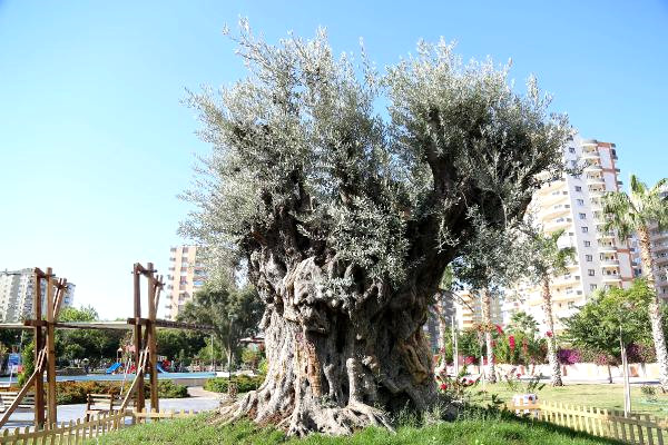 Mersin'de Bin 500 Yıllık Zeytin Ağacı Tescillenecek!
