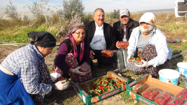 Mersin'de Kış Ortasında Açıkta Çilek Hasadı.