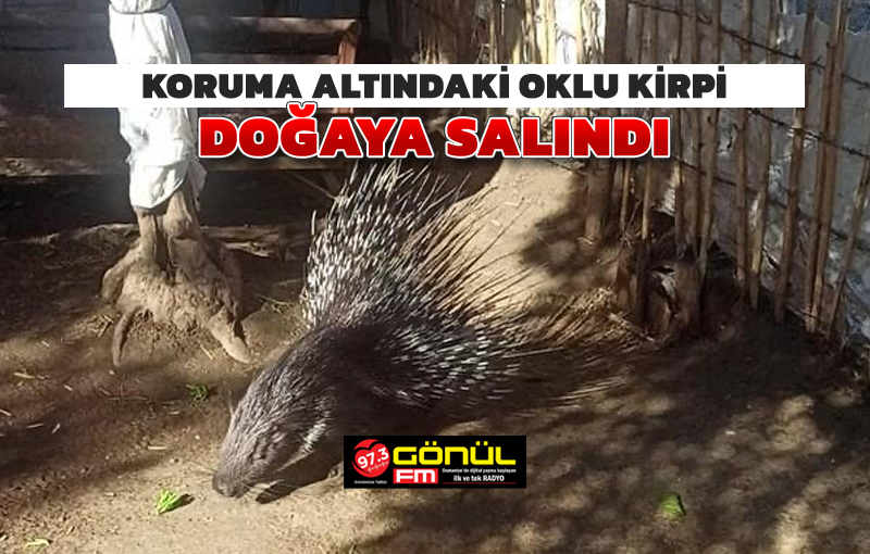 Koruma altındaki oklu kirpi, doğaya salındı