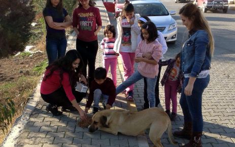 OSB'deki sokak köpekleri için yiyecek bırakıldı 