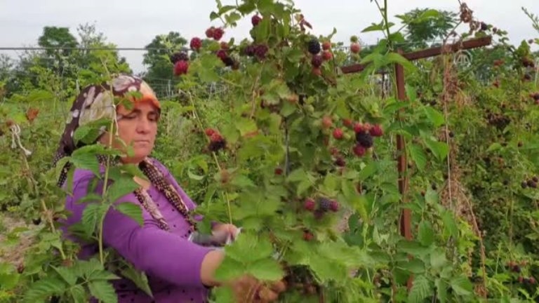 Osmaniye'de Erkenci Böğürtlen Hasadı Başladı 