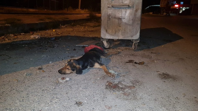 Osmaniye'de Köpek Katliamı  