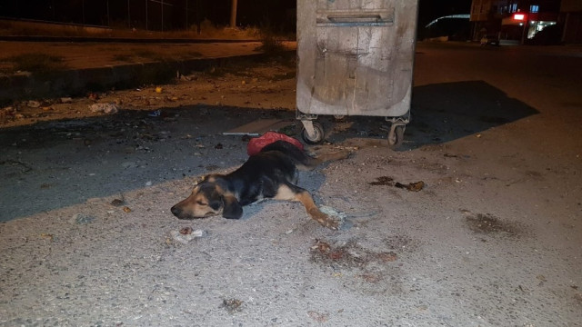 Osmaniye'de Köpek Katliamı