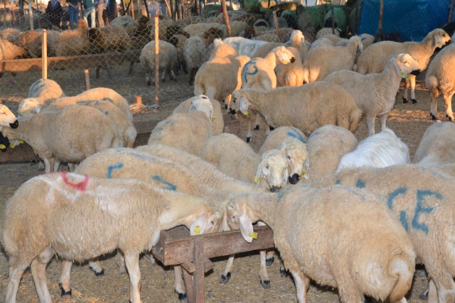 Osmaniye'de Kurban Satış Fiyatları Belirlendi
