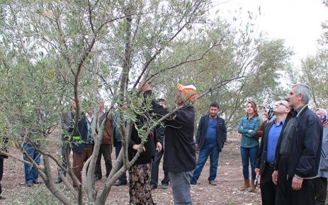  Osmaniye'de Zeytin Ağacı Budama Kursu düzenlendi