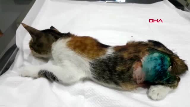 OSMANİYE Sokakta bulunan ayağı kırık yavru kedi tedavi edildi